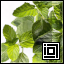 Project icon